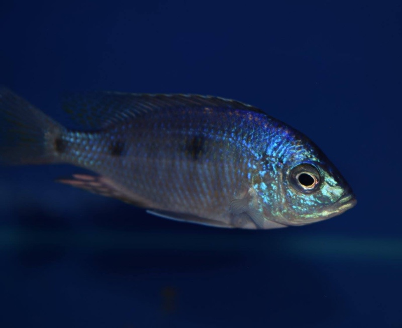 Copadichromis insularis 'Chidunga Rocks'